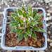 Agave filifera × schidigera (Agáva vláknitá) - výška 5 cm, kont. P9 (-10°C) Agave filifera × schidigera (Agáva vláknitá) - výška 5 cm, kont. P9 (-10°C)
